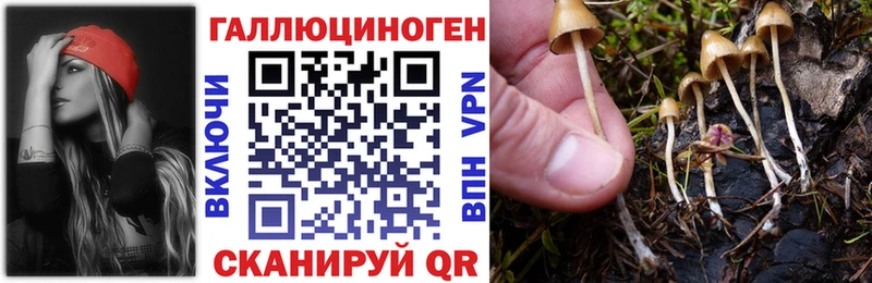 сайты даркнета состав Острогожск Галлюциногенные грибы Psilocybine cubensis